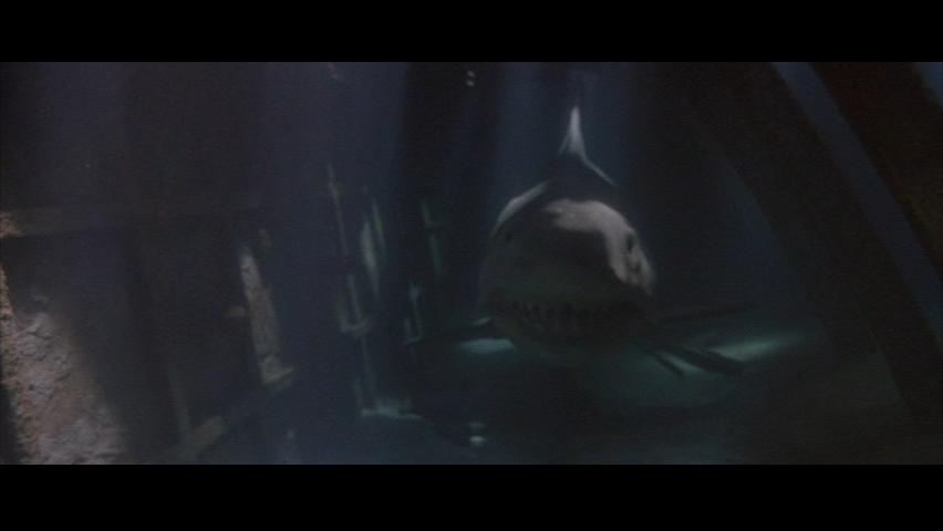 I'm like a... TIGER Shark!!!